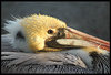 Brown_Pelican_by_rgphoto777.jpg
